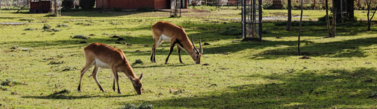 Alma Park Gelsenkirchen Ruhrgebiet Tierpark Familienpark